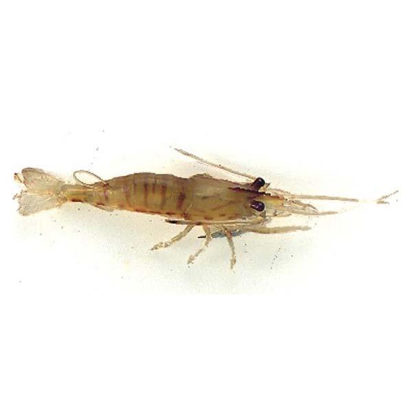 evia-medium-shrimp-weichkoder