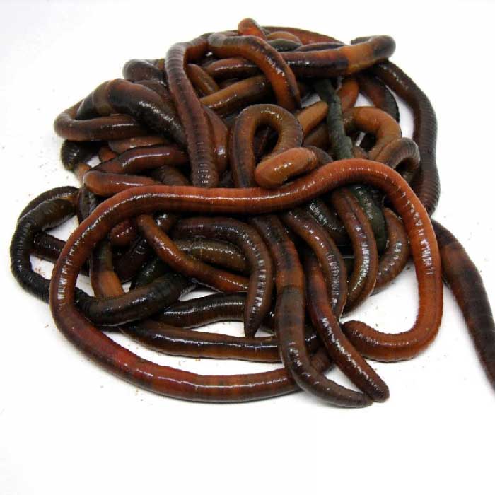 dynabait-earth-worms-35g