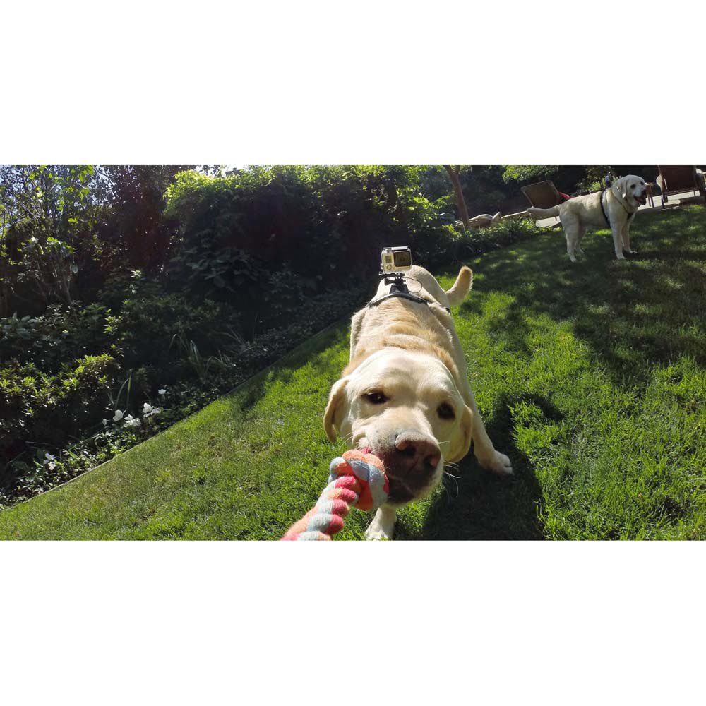 GoPro Brukerstøtte Fetch Dog Harness