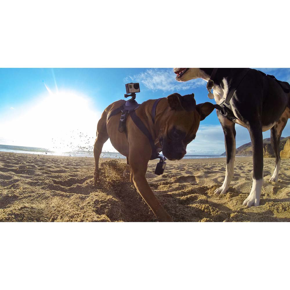 GoPro Sporte Fetch Dog Harness