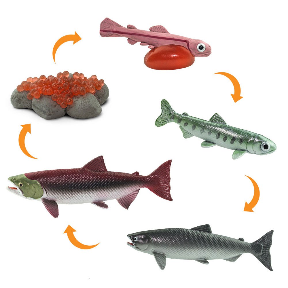safari-ltd-chiffre-life-cycle-salmon