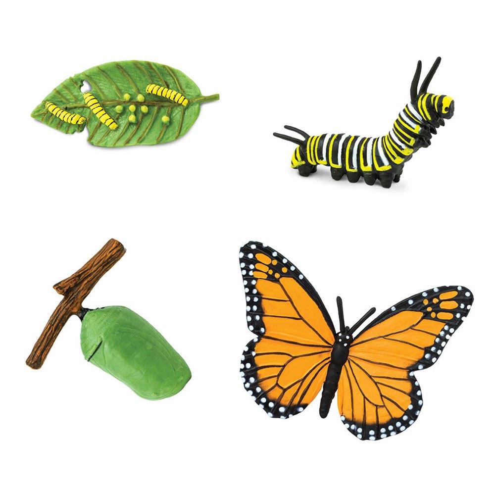 Safari ltd Cycle De Vie D´une Figure De Papillon Monarque