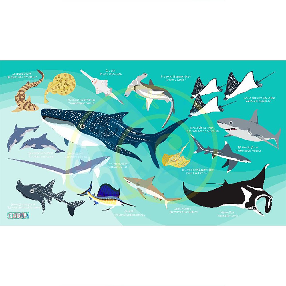 oceanarium-handkl-de-sharks---rays-l