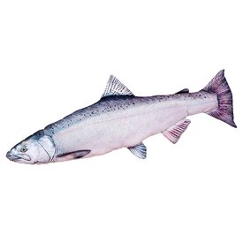 Gaby The Chinook Salmon Medium