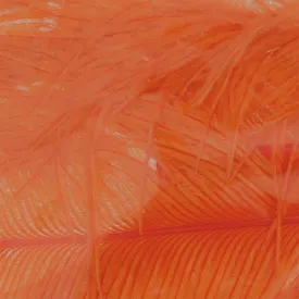 baetis-piuma-ostrich