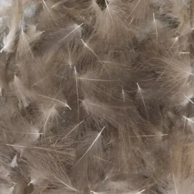 baetis-pluma-cdc-wild