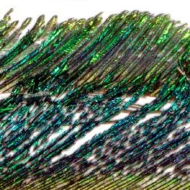 baetis-peacock-sides