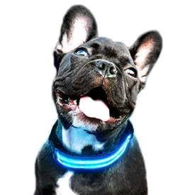 freedog-collier-de-chien-led-battery