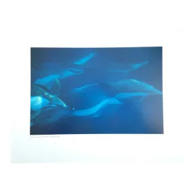 aframe-poster-pacific-white-dolphin