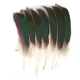 baetis-mcginty-quill-feather