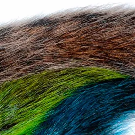 baetis-cauda-squirrel