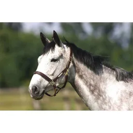 norton-equestrian-licol-double-adjustment