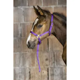 norton-equestrian-cabecada-e-guia