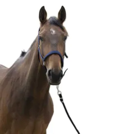 norton-equestrian-satine-grimmor