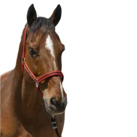 norton-equestrian-satine-grimmor