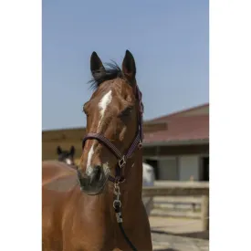 norton-equestrian-zari-grimmor