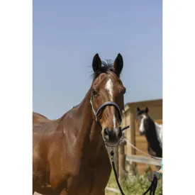 norton-equestrian-zari-grimmor