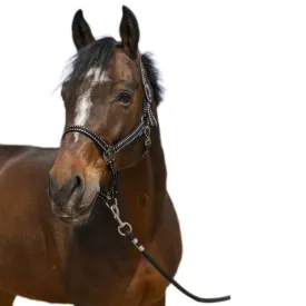 norton-equestrian-cabrestro-grooming