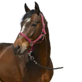 norton-equestrian-cabrestro-grooming