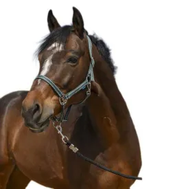 norton-equestrian-cabrestro-grooming
