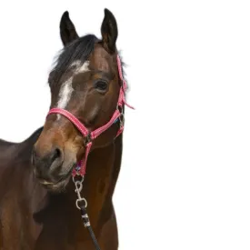 norton-equestrian-grooming-grime
