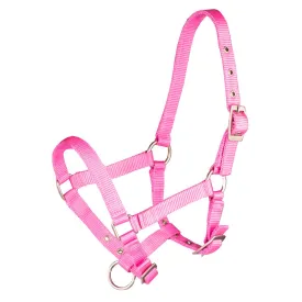 horka-cabecada-basic-foal