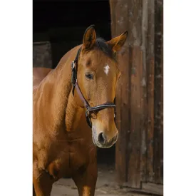 equitheme-domino-nylon-halster