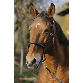norton-equestrian-training-riimu