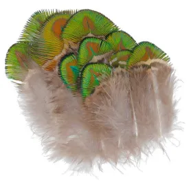baetis-peacock-feather
