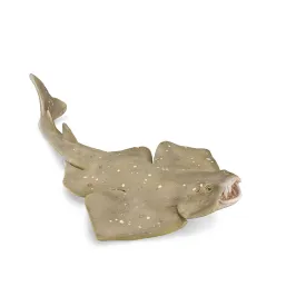 collecta-havengel
