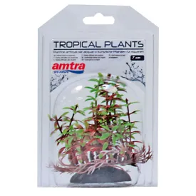 amtra-tropisk-vaxt-7cm