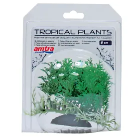 amtra-pianta-tropicale-8cm