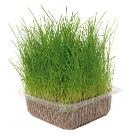 nayeco-cat-grass