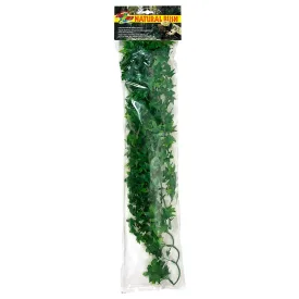 zoomed-pianta-di-edera-big-congo-plastica