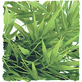 zoomed-plast-liten-madagaskarvaxt