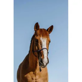 norton-equestrian-licol-nylon-ethological