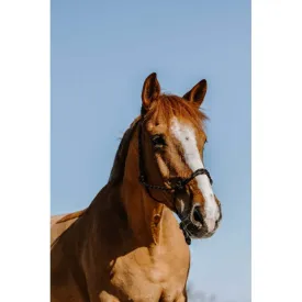 westride-western-ethological-笼头