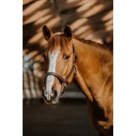 norton-equestrian-cabrestro-us
