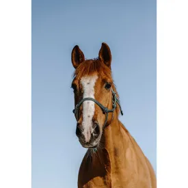 norton-equestrian-glim-ethological-grimmor