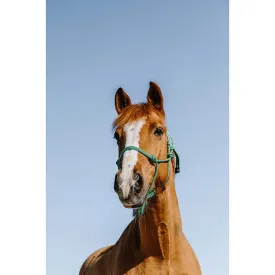 norton-equestrian-licol-glim-ethological