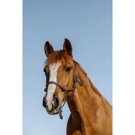 norton-equestrian-glim-ethological-grime