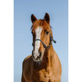 norton-equestrian-glim-ethological-grime