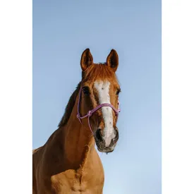 norton-equestrian-glim-ethological-grimmor