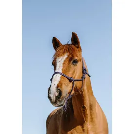 norton-equestrian-glim-ethological-grime