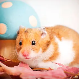 magnet---steel-hamster-con-seta-postcard