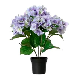 everlands-hydrangea-lilac-tekokasvi