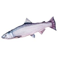 gaby-le-saumon-moyen-chinook