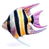 gaby-the-freshwater-angelfish