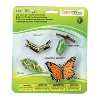 Safari ltd 바둑 나비 그림의 수명주기