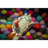 oceanarium-aimant-psychedelique-de-nudibranche-de-limace-de-chauve-souris
